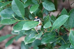 Aegithalos concinnus