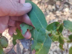 Arctostaphylos andersonii