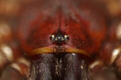 Trechona rufa