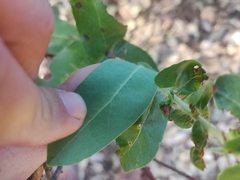 Arctostaphylos andersonii