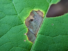 Phytomyza aralivora