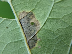 Phytomyza aralivora