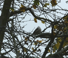 Aegithalos caudatus