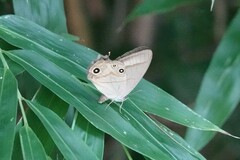 Lethe syrcis