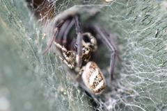 Segestria florentina