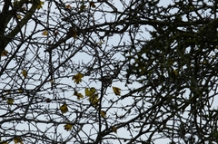 Aegithalos caudatus