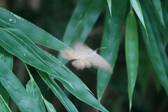Lethe syrcis
