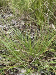 Carex longii