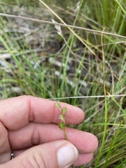 Carex longii