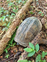 Kinosternon scorpioides