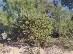 Arctostaphylos andersonii