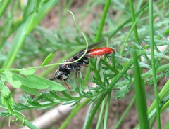 Tenthredopsis litterata