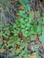 Adiantum jordanii