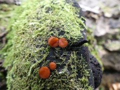 Scutellinia