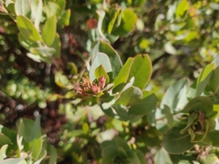 Arctostaphylos andersonii
