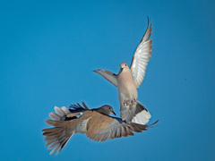 Streptopelia decaocto