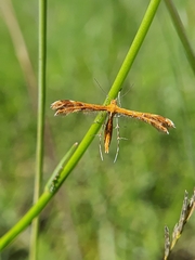 Oxyptilini