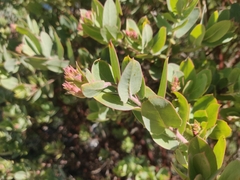 Arctostaphylos andersonii