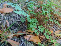 Adiantum jordanii