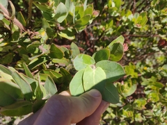 Arctostaphylos andersonii