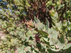 Arctostaphylos andersonii