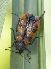 Astylus trifasciatus