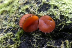 Scutellinia