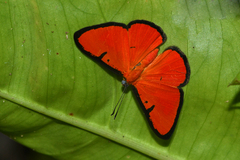 Mesene phareus