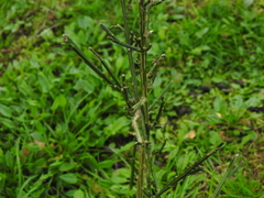 Genista anglica