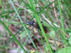 Tenthredopsis litterata