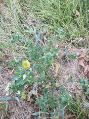Solanum emulans