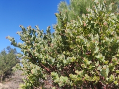 Arctostaphylos andersonii