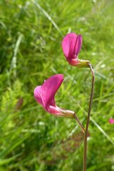 Lathyrus nissolia