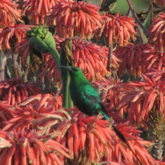 Nectarinia famosa famosa
