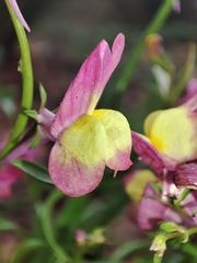 Linaria maroccana