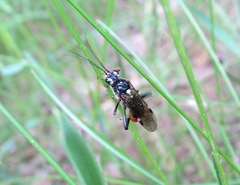 Tenthredopsis litterata