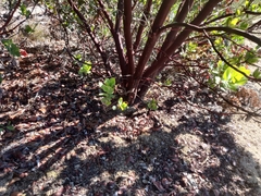 Arctostaphylos andersonii