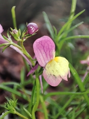 Linaria maroccana