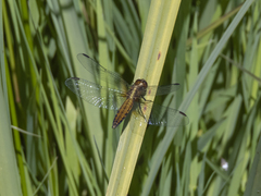 Erythrodiplax connata