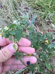 Solanum emulans