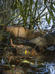 Pardirallus sanguinolentus
