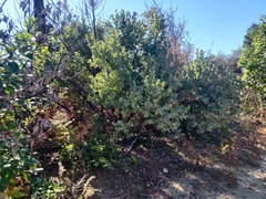 Arctostaphylos glutinosa