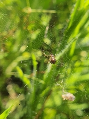 Microlinyphia sterilis