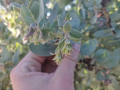 Arctostaphylos glutinosa