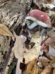 Russula atropurpurea