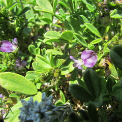 Psoralea repens