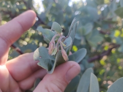 Arctostaphylos glutinosa