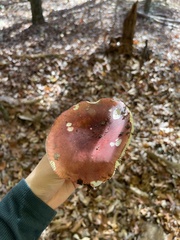 Russula atropurpurea