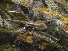Diapontia