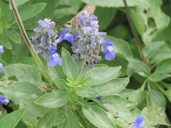 Salvia